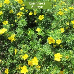 Саженцы лапчатки кустарниковой (курильского чая) Кобольд - комплект 5 шт.