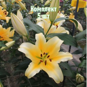 Луковицы лилии Би Майн - комплект 5 шт.