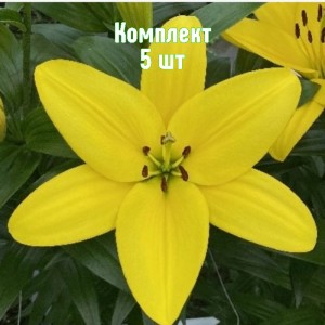 Луковицы лилии Фуэнта - комплект 5 шт.