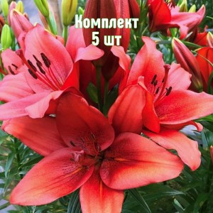 Луковицы лилии Предоса - комплект 5 шт.