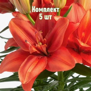 Луковицы лилии Пура Амор - комплект 5 шт.