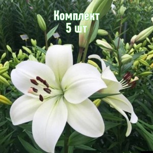 Луковицы лилии Ричмонд - комплект 5 шт.