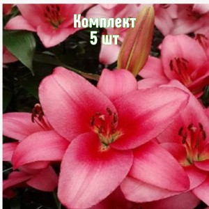 Луковицы лилии Сентозы - комплект 5 шт.