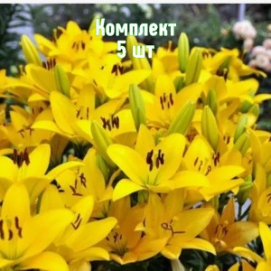 Луковицы лилии Сципионе - комплект 5 шт.