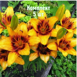 Луковицы лилии Свит Вэлли - комплект 5 шт.