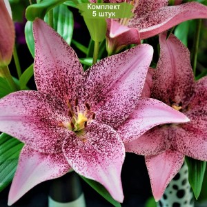 Луковицы лилии Sweet talk (свит толк ) -  комплект 5 шт.