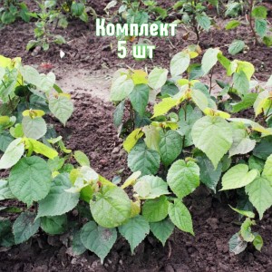 Саженцы липы мелколистной до 20 см - комплект 5 шт.