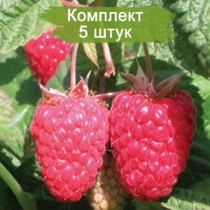 Саженцы малины Краса России (Красная) -  комплект 5 шт.