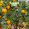Саженцы мандарина Кераджи - комплект 5 шт.
