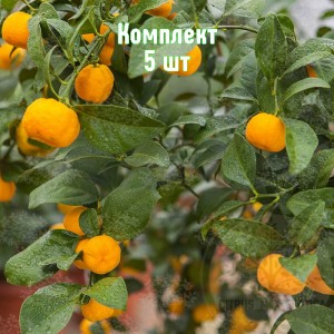 Саженцы мандарина Кераджи - комплект 5 шт.