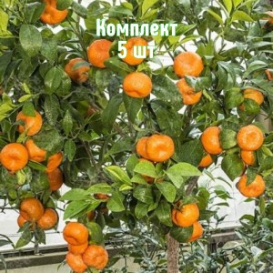 Саженцы мандарина Клеопатра - комплект 5 шт.