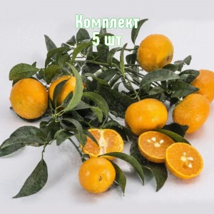 Саженцы мандарина Муркотта - комплект 5 шт.