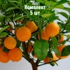 Саженцы мандарина Нова - комплект 5 шт.