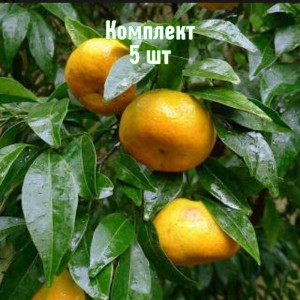 Саженцы мандарина Понкан - комплект 5 шт.