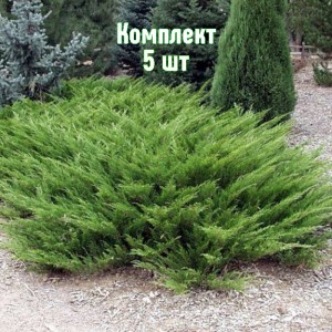 Саженцы можжевельника казацкого Аркадия - комплект 5 шт.