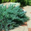 Саженцы можжевельника казацкого Блю Дануб - комплект 5 шт.