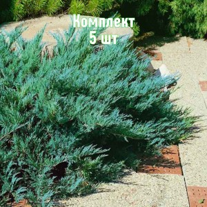 Саженцы можжевельника казацкого Блю Дануб - комплект 5 шт.