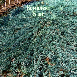 Саженцы можжевельника казацкого Глаука - комплект 5 шт.