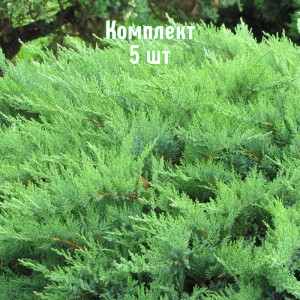 Саженцы можжевельника казацкого Мас - комплект 5 шт.
