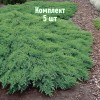 Саженцы можжевельника казацкого Рокери Джем - комплект 5 шт.