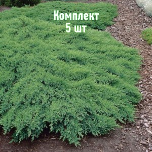 Саженцы можжевельника казацкого Рокери Джем - комплект 5 шт.