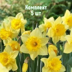 Луковицы нарцисса Карлтон - комплект 5 шт.