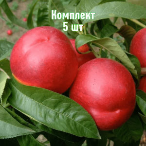 Саженцы нектарина Кипарг - комплект 5 шт.