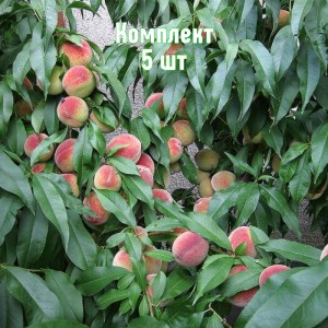 Саженцы нектарина Краснодарец - комплект 5 шт.
