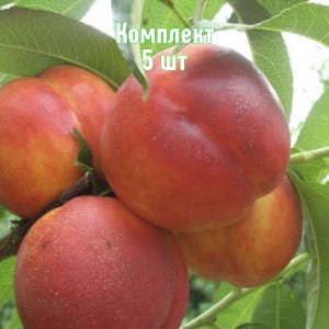 Саженцы нектарина Мареми - комплект 5 шт.