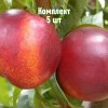 Саженцы Нектарина Старго - комплект 5 шт.