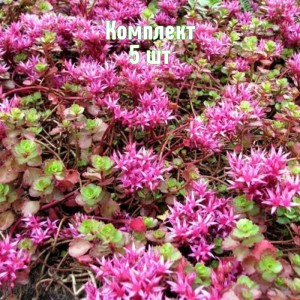 Саженцы очитка (седума) ложного Кокцениум - комплект 5 шт.