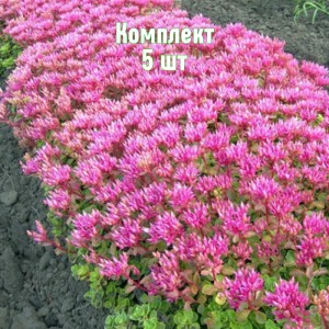 Саженцы Очитка (седума) ложного Розеум - комплект 5 шт.