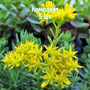 Саженцы очитка (седума) скального Блю Форест - комплект 5 шт.