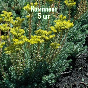 Саженцы очитка (седума) скального Сильвер - комплект 5 шт.