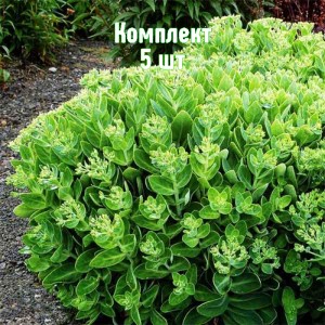 Саженцы очитка (седума) видного Кристал Пинк - комплект 5 шт.