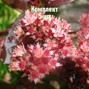 Саженцы очитка телефиума Бон Бон - комплект 5 шт.