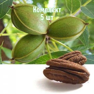 Саженцы Ореха Пекана - комплект 5 шт.