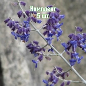 Саженцы перовскии лебедолистной Филигрань - комплект 5 шт.