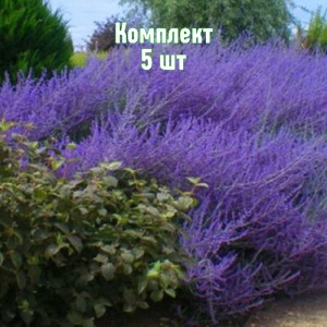 Саженцы перовскии лебедолистной Голубой Шпиль - комплект 5 шт.