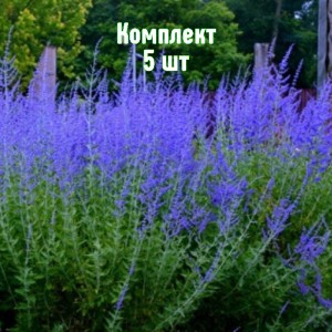 Саженцы перовскии лебедолистной Голубой Туман - комплект 5 шт.
