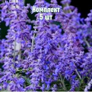 Саженцы перовскии лебедолистной Кружевно-Голубой - комплект 5 шт.