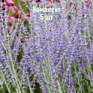 Саженцы перовскии лебедолистной Тоскующая - комплект 5 шт.