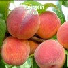Саженцы персика Бархатный сезон - комплект 5 шт.