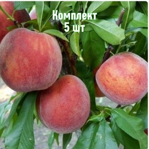 Саженцы персика Дагестанского золотого - комплект 5 шт.