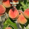 Саженцы персика Джаминат - комплект 5 шт.