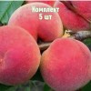 Саженец Персика Фестивального - комплект 5 шт.