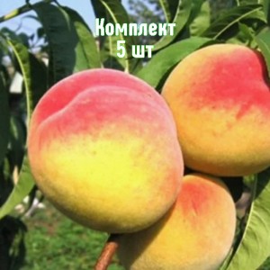 Саженцы персика Хадуссамат жёлтый - комплект 5 шт.