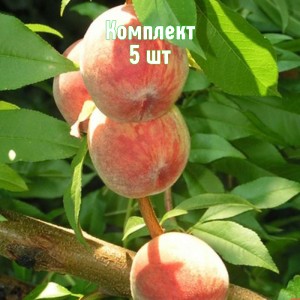 Саженцы персика Ирганайского позднего - комплект 5 шт.