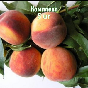 Саженцы персика Крымского фейерверк - комплект 5 шт.