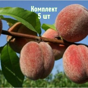 Саженцы персика Пушистого раннего - комплект 5 шт.